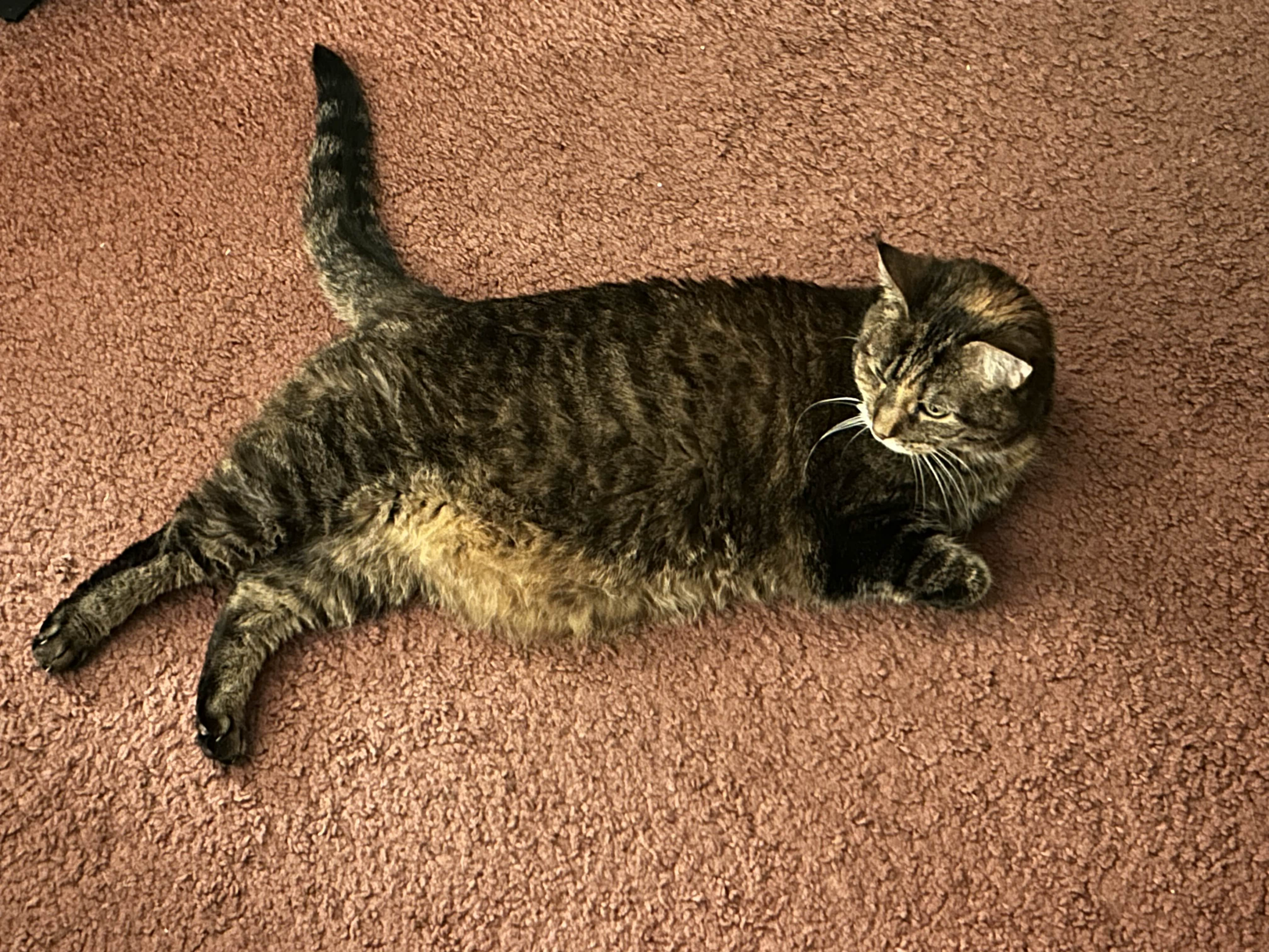 Image of Cupcake laying on the ground. Her front paws are folded in neatly, while her back paws are splayed out like chicken legs. She looks at something off camera.